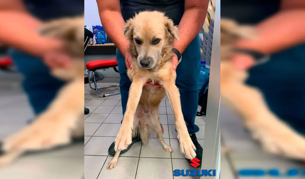 Desliza las imágenes hacia la izquierda para conocer la historia de un perro callejero bautizado como ‘El Firus’. Foto: Suzuki Kabah Cancún.