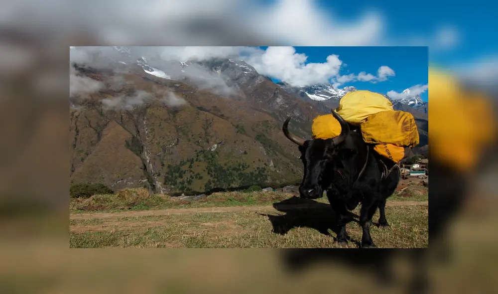 Desliza para ver el aspecto del híbrido que sorprendió a todos en YouTube. Foto: Captura. Desliza para ver el aspecto del híbrido que sorprendió a todos en YouTube. Foto: Captura.