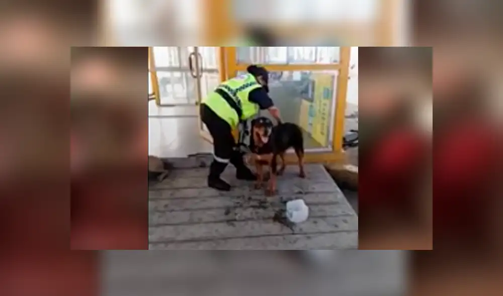 Facebook viral: sereno peruana echa agua a perro sofocado por calor extremo [VIDEO]