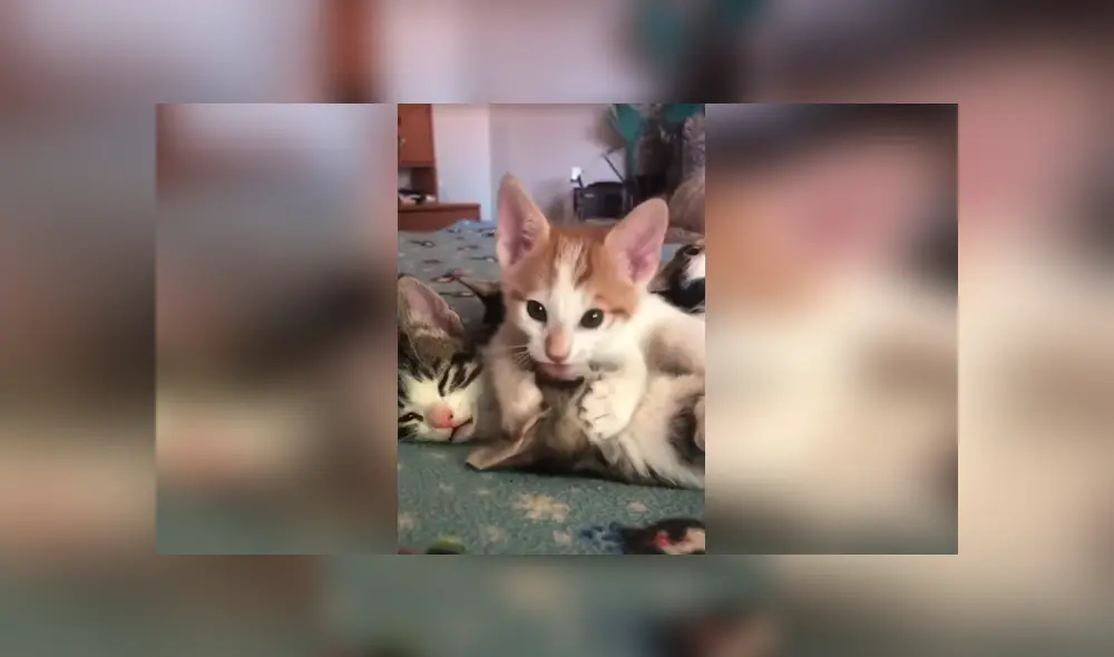 Desliza las imágenes hacia la izquierda para apreciar la amorosa escena entre sus gatos bebés. Foto: Captura.