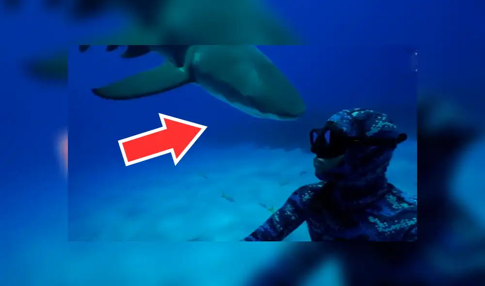 YouTube viral: gigantesco tiburón aparece en 'selfie' que intentó tomarse un arriesgado buzo [VIDEO]