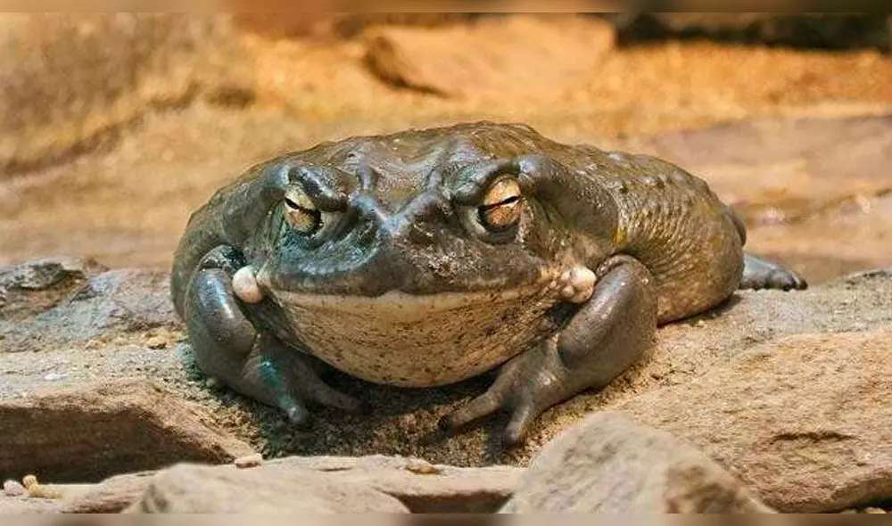 La Fundación ICEERS ha explicado que los efectos al fumar los vapores de la 5-MeO-DMT pueden ser mortales.