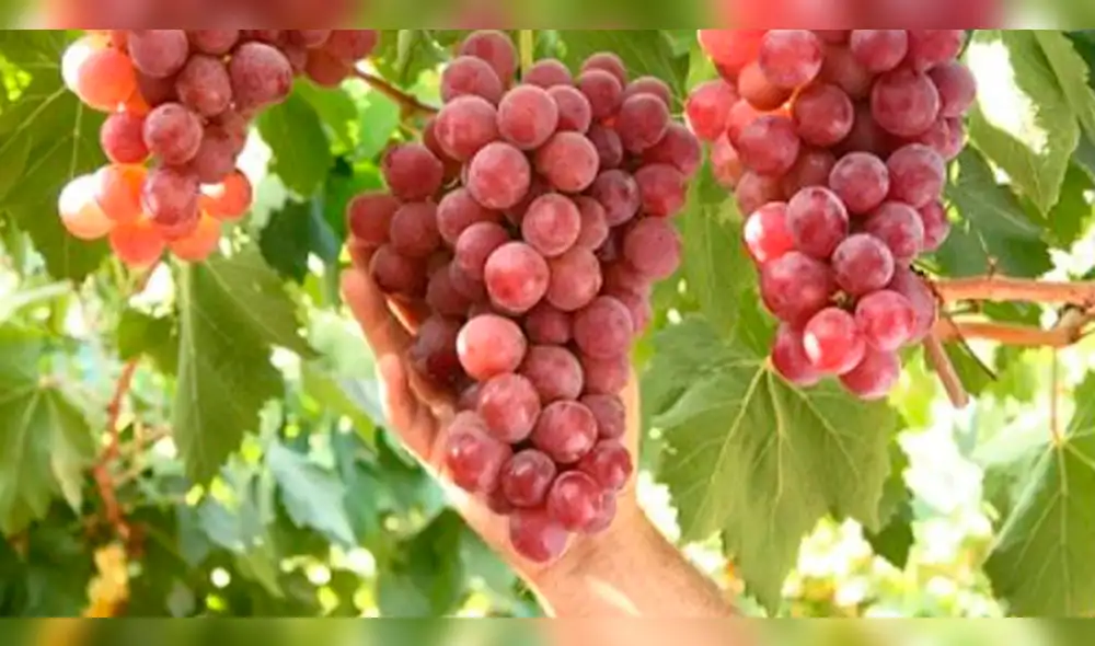 Perú se convierte en quinto exportador mundial de uva
