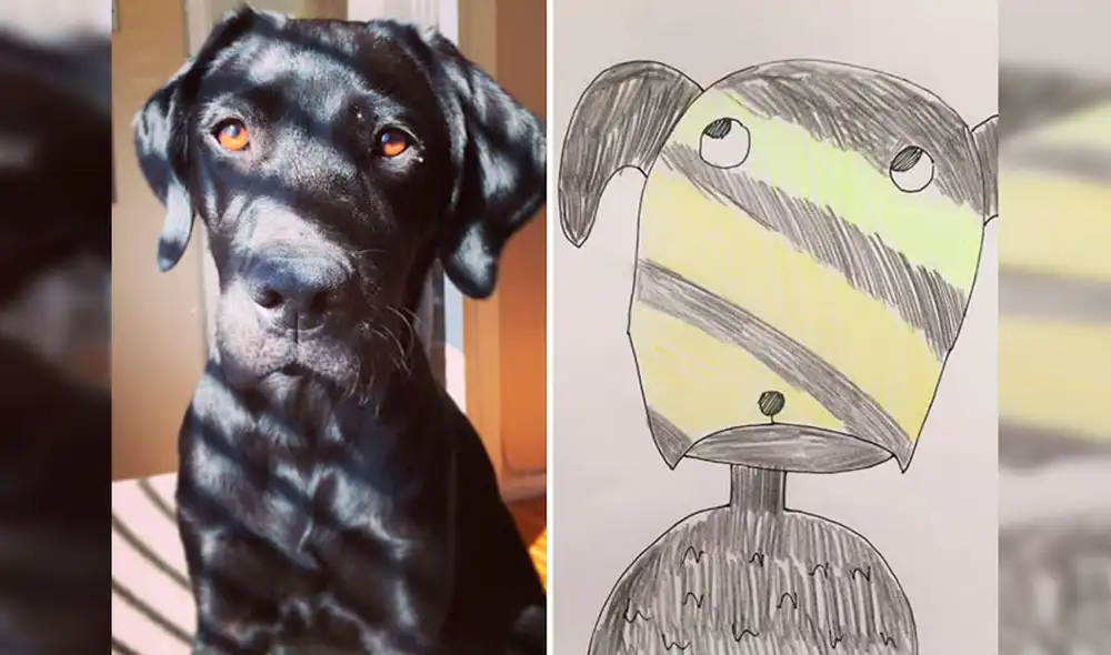 Desliza las imágenes hacia la izquierda para apreciar los dibujos de animales realizados por un joven. Fotos: Pet Portraits By Hercule.