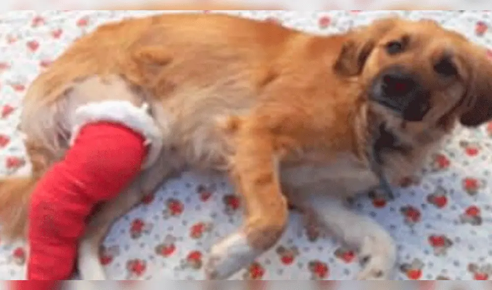 Perrita terminó con la pata y varios dientes rotos tras ser víctima de maltrato animal. Foto: Facebook Perrita terminó con la pata y varios dientes rotos tras ser víctima de maltrato animal. Foto: Facebook