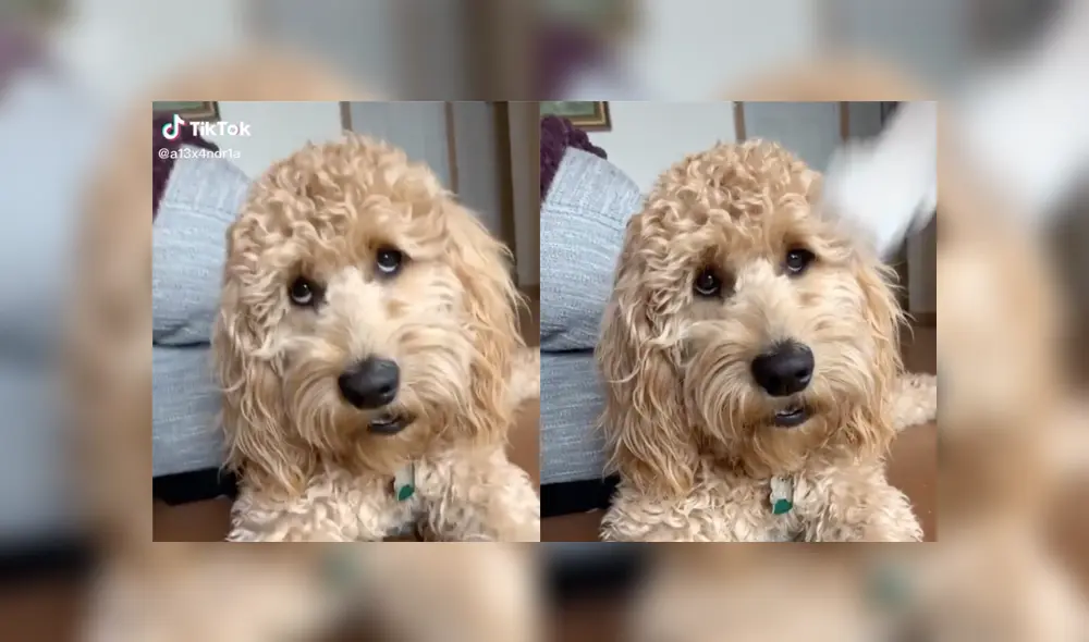 Desliza a la izquierda para ver más sobre este nuevo video viral de Facebook. Foto: Captura. Desliza a la izquierda para ver más sobre este nuevo video viral de Facebook. Foto: Captura.