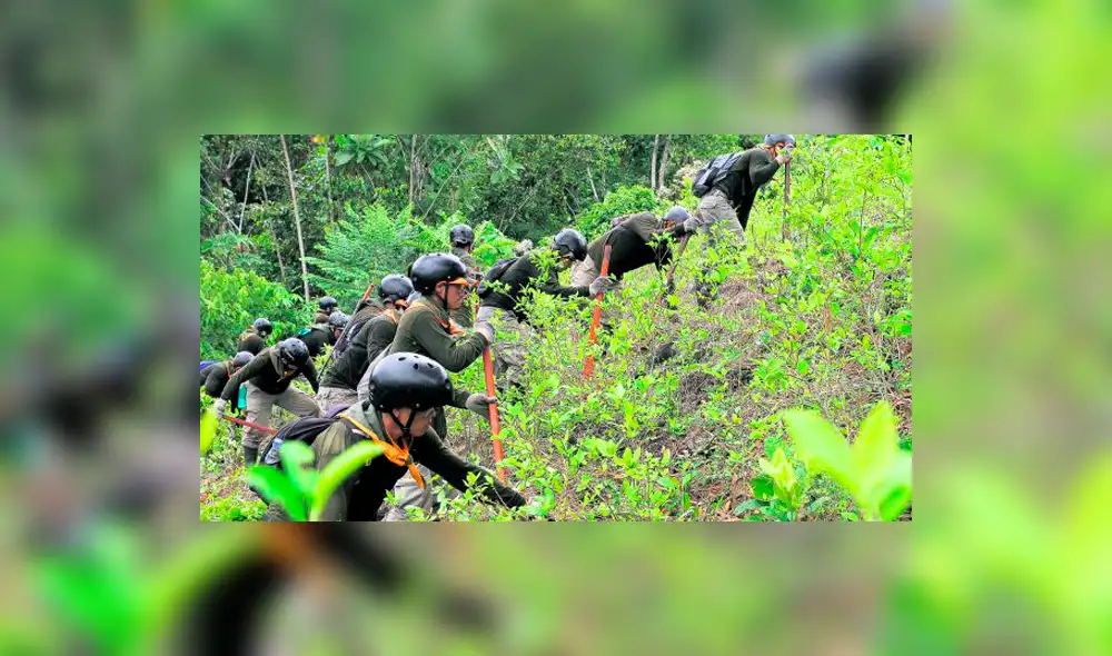 Se eliminan más cocales, pero la producción de cocaína sigue siendo muy alta Se eliminan más cocales, pero la producción de cocaína sigue siendo muy alta