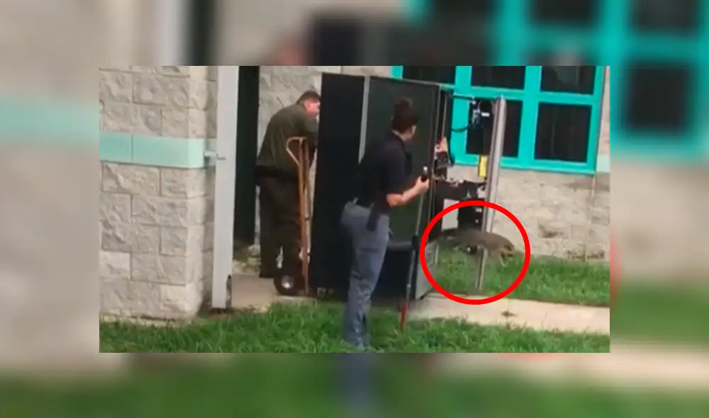 En YouTube, unos escolares alertaron a la policía sobre la presencia de un animal dentro de una máquina dispensadora. En YouTube, unos escolares alertaron a la policía sobre la presencia de un animal dentro de una máquina dispensadora.