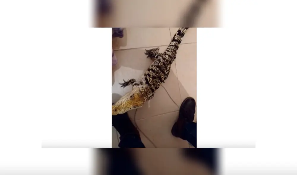 Hombre adiestra a cocodrilo y lo convierte en una obediente mascota, hecho que sorprendió a miles de YouTube. Hombre adiestra a cocodrilo y lo convierte en una obediente mascota, hecho que sorprendió a miles de YouTube.