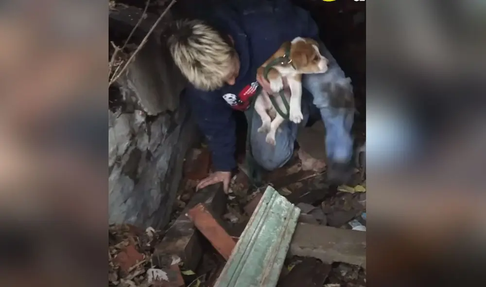 La mujer entró a una casa derrumba a salvarle la vida a los pequeños canes. Foto: El Dodo / Facebook La mujer entró a una casa derrumba a salvarle la vida a los pequeños canes. Foto: El Dodo / Facebook
