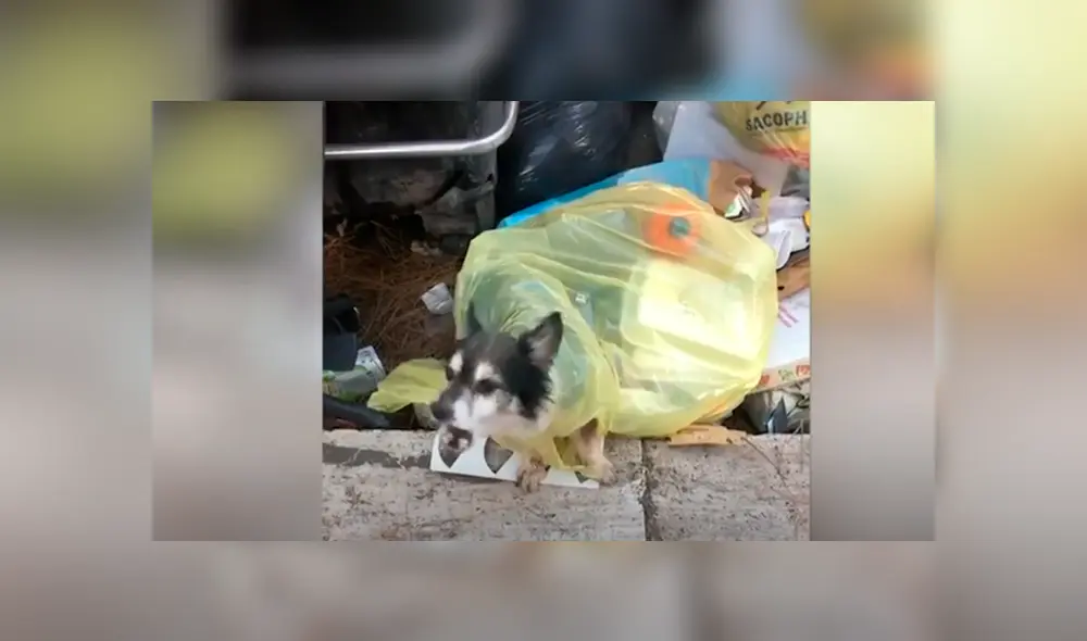 Desliza las imágenes para conocer la conmovedora historia de un perro abandonado en la basura. Foto: Caters Clips. Desliza las imágenes para conocer la conmovedora historia de un perro abandonado en la basura. Foto: Caters Clips.