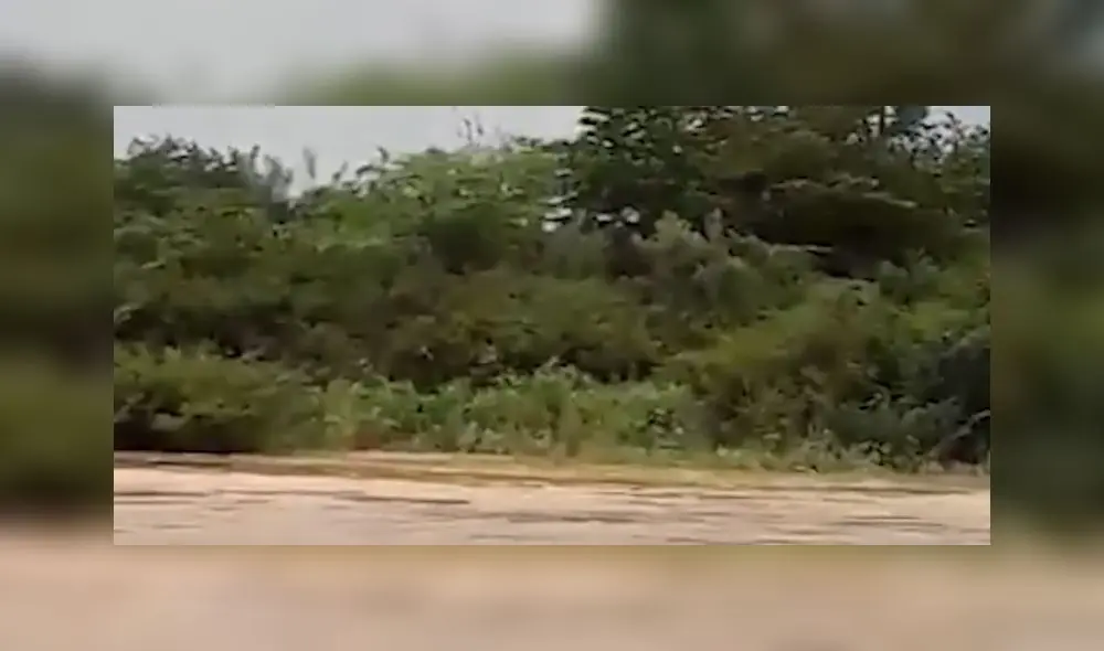  Cocodrilo se come a perro que intentaba sobrevivir al caudal del río Tumbes [VIDEO]