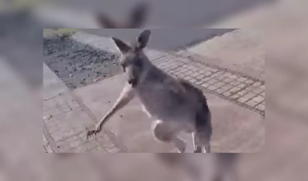 YouTube viral: canguro ve que deportista aterriza en su propiedad y lo golpea brutalmente [VIDEO]