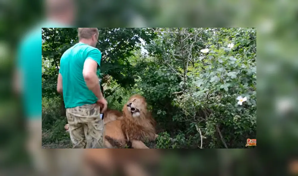 Desliza hacia la izquierda para ver el encuentro de la mujer con dos leones. Imágenes virales de YouTube.