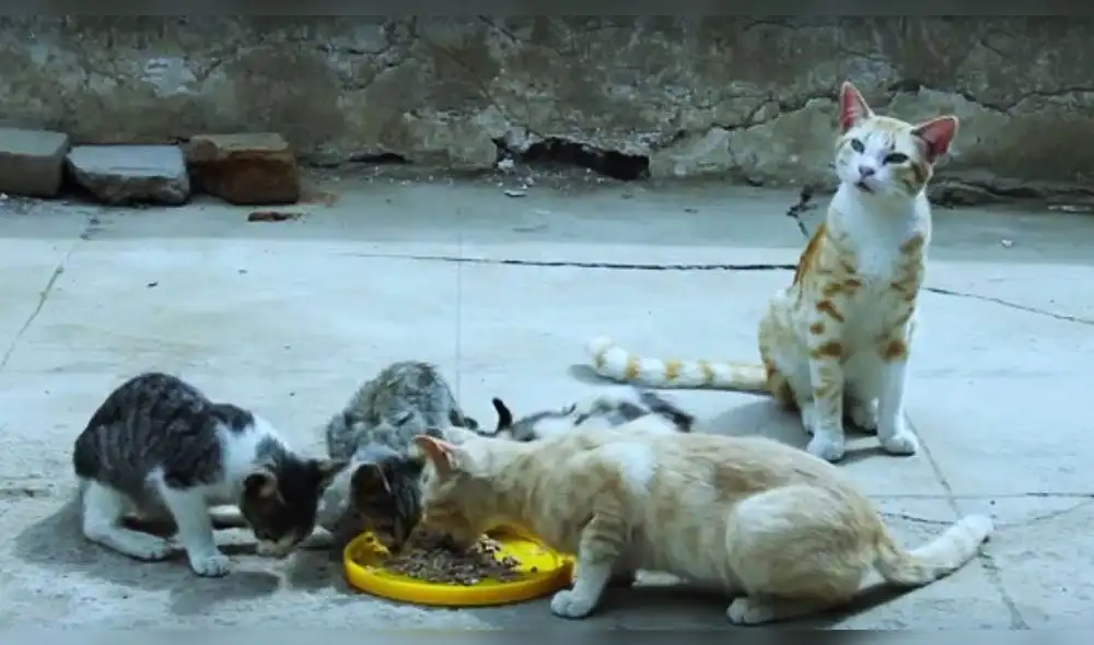 Película lambayecana entre las finalistas de la “Cuarta Semana del Cine”