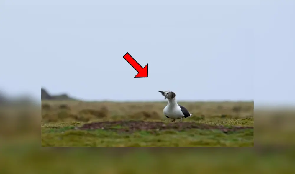 Una gaviota se encontró con un conejo y hizo algo insólito, lo cual dejó a miles atónitos. Una gaviota se encontró con un conejo y hizo algo insólito, lo cual dejó a miles atónitos.