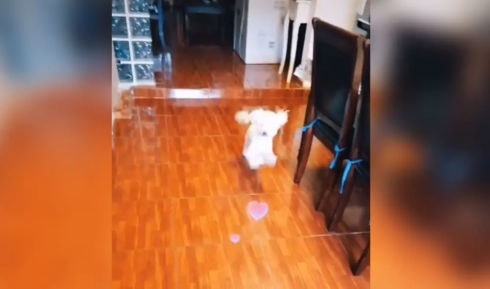 Desliza las imágenes para ver más detalles sobre esta graciosa escena protagonizada por un 'hambriento' perrito. Foto: captura de TikTok Desliza las imágenes para ver más detalles sobre esta graciosa escena protagonizada por un 'hambriento' perrito. Foto: captura de TikTok