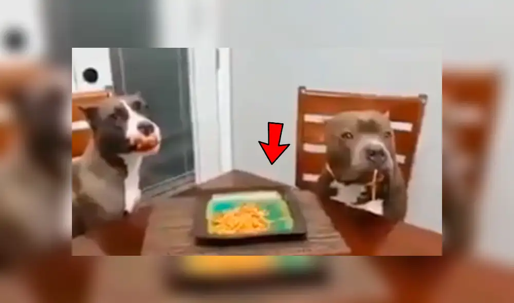 Facebook viral: Dejó su plato de comida en la mesa y sus perros hicieron esto con ella [VIDEO]