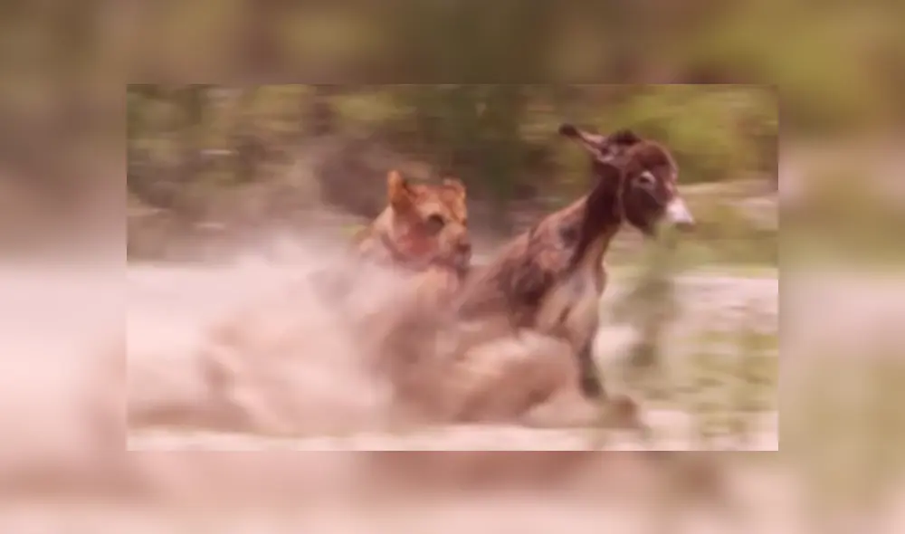 Los inocentes burros no tienen el instinto de huir de los feroces depredadores, por lo que sucumbieron ante ellos. Foto: captura. Los inocentes burros no tienen el instinto de huir de los feroces depredadores, por lo que sucumbieron ante ellos. Foto: captura.