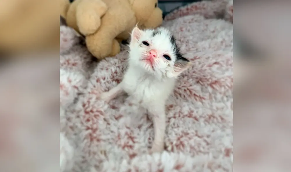 Desliza las imágenes para conocer la historia de una gatita que sobrevivió con la ayuda de una voluntaria de un albergue. Foto: Fostermotherofkittens/Facebook Desliza las imágenes para conocer la historia de una gatita que sobrevivió con la ayuda de una voluntaria de un albergue. Foto: Fostermotherofkittens/Facebook