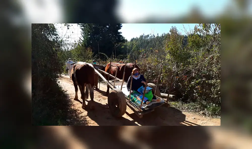 Profesora viaja en carreta para repartir material pedagógico a sus alumnos que no tienen internet. Foto: Cooperativa