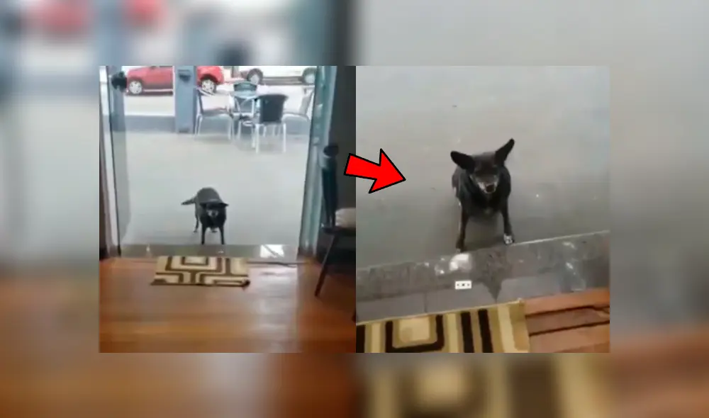 Facebook viral: perro callejero pide comida en restaurante y sorprende con su ‘educación’ al hacerlo Facebook viral: perro callejero pide comida en restaurante y sorprende con su ‘educación’ al hacerlo