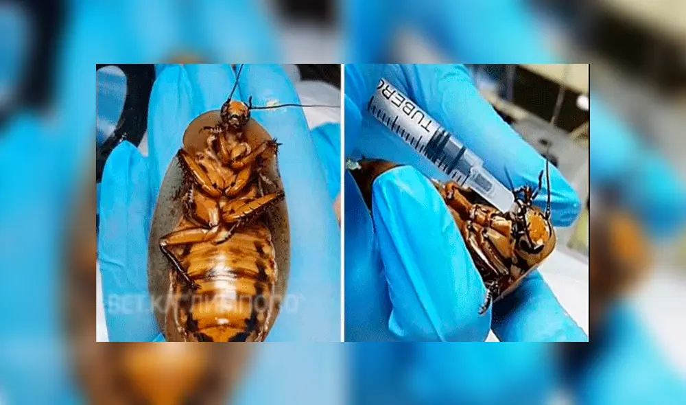 Cucaracha que padecía embarazo riesgoso fue salvada por veterinarios rusos [VIDEO]