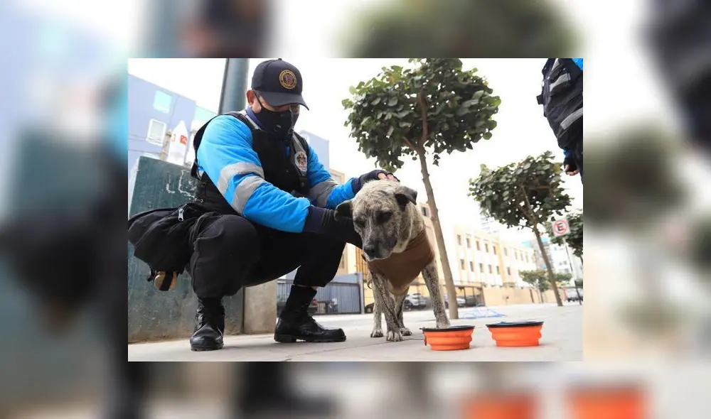 Mascotas sin dueño recibieron alimentos. Foto: Municipalidad de Magdalena/Cortesía. Mascotas sin dueño recibieron alimentos. Foto: Municipalidad de Magdalena/Cortesía.