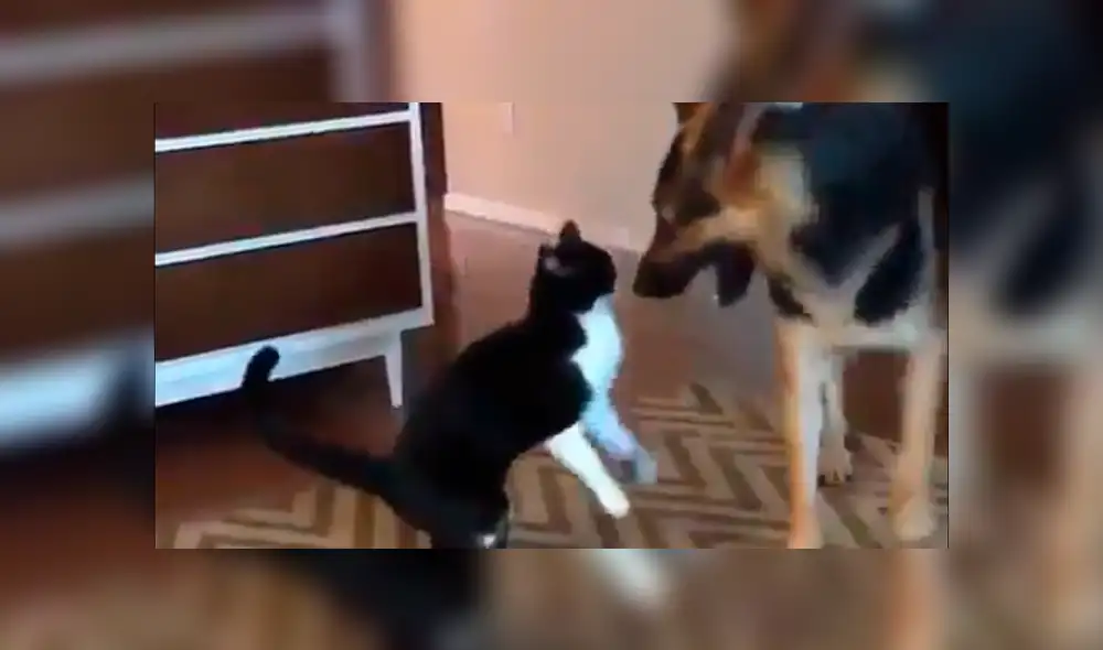Facebook viral: gato acepta a perro adoptado por sus dueños con un tierno beso [VIDEO]