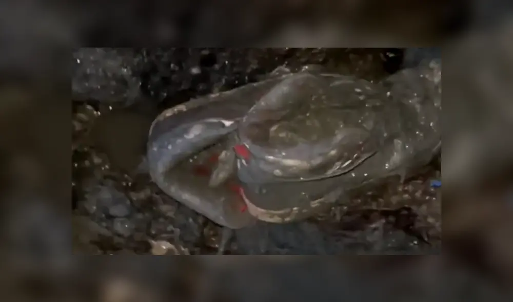 A través de Facebook se hizo viral la increíble transformación de una zapatillas que fueron encontrada cubiertas de lodo.