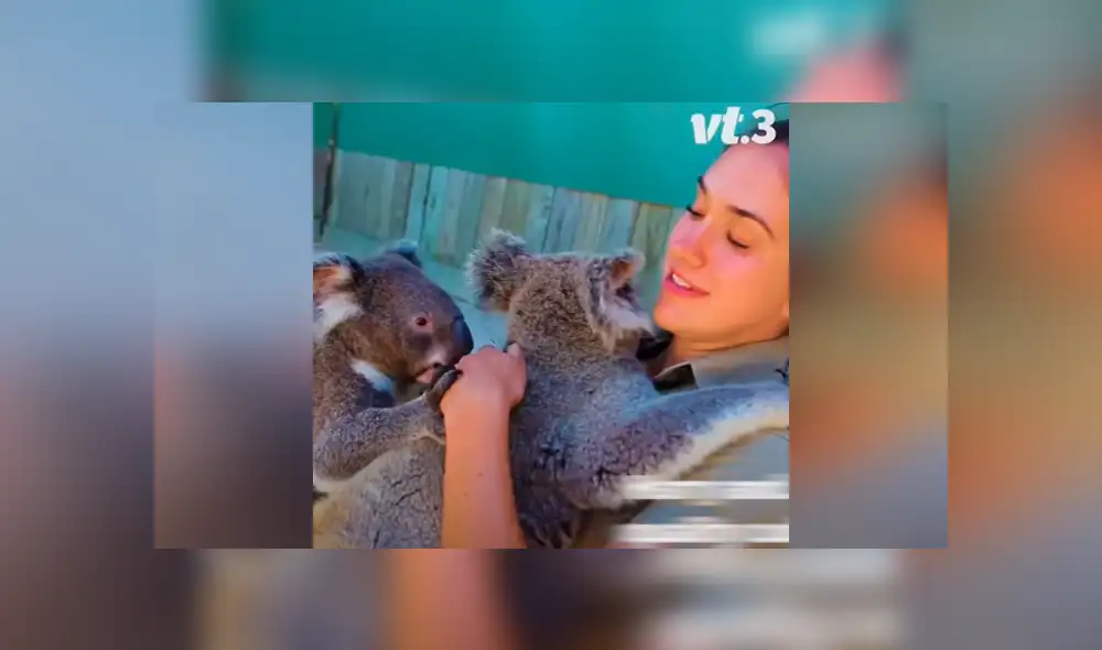 Desliza las imágenes para ver qué ocurrió entre Harry y James, dos simpáticos koalas que se enfrentaron por el amor de su cuidadora. Foto: Captura/VT Desliza las imágenes para ver qué ocurrió entre Harry y James, dos simpáticos koalas que se enfrentaron por el amor de su cuidadora. Foto: Captura/VT