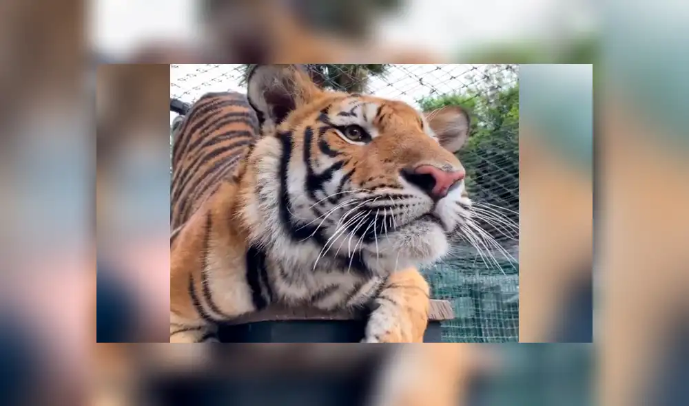 Desliza hacia la izquierda para ver el encuentro del cuidador de felinos con el tigre, escena que es viral en Facebook. Desliza hacia la izquierda para ver el encuentro del cuidador de felinos con el tigre, escena que es viral en Facebook.