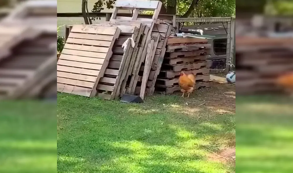 Desliza las imágenes hacia la izquierda para observar la divertida escena entre un perro junto a una gallina. Fotocaptura: Facebook. Desliza las imágenes hacia la izquierda para observar la divertida escena entre un perro junto a una gallina. Fotocaptura: Facebook.