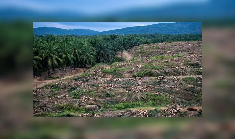 Elefante solitario vaga por bosque que fue arrasado para cultivar palma aceitera [FOTOS]