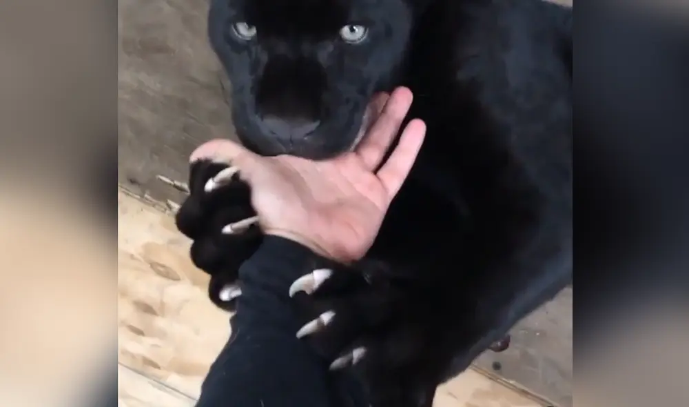 Desliza hacia la izquierda para ver las imágenes del video viral. Foto: Captura de Facebook.