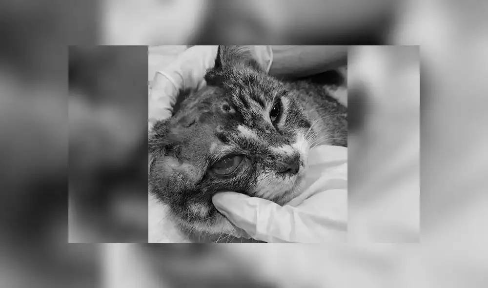 Gato sobrevivió a 17 disparos y ahora vive como un rey [VIDEO]