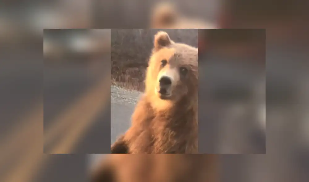 YouTube viral: Conductor es acechado por gigantesco oso en autopista y ocurre aterrador momento [VIDEO]