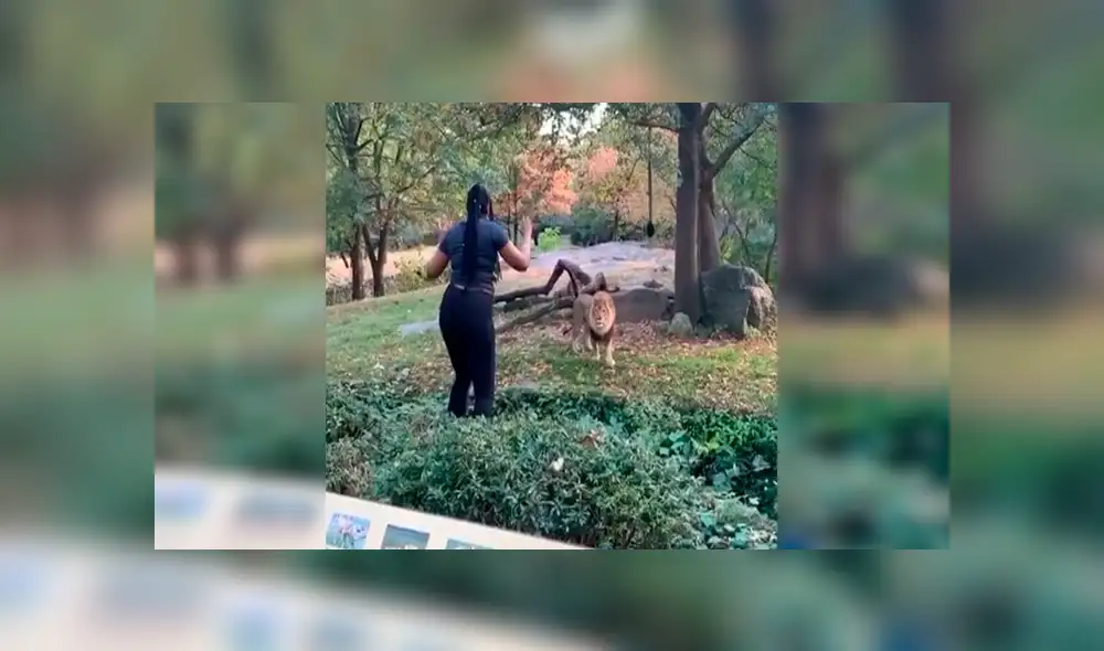 En Facebook, una mujer visitó un zoológico y tuvo una acción imprudente al ingresar a un santuario de leones. En Facebook, una mujer visitó un zoológico y tuvo una acción imprudente al ingresar a un santuario de leones.