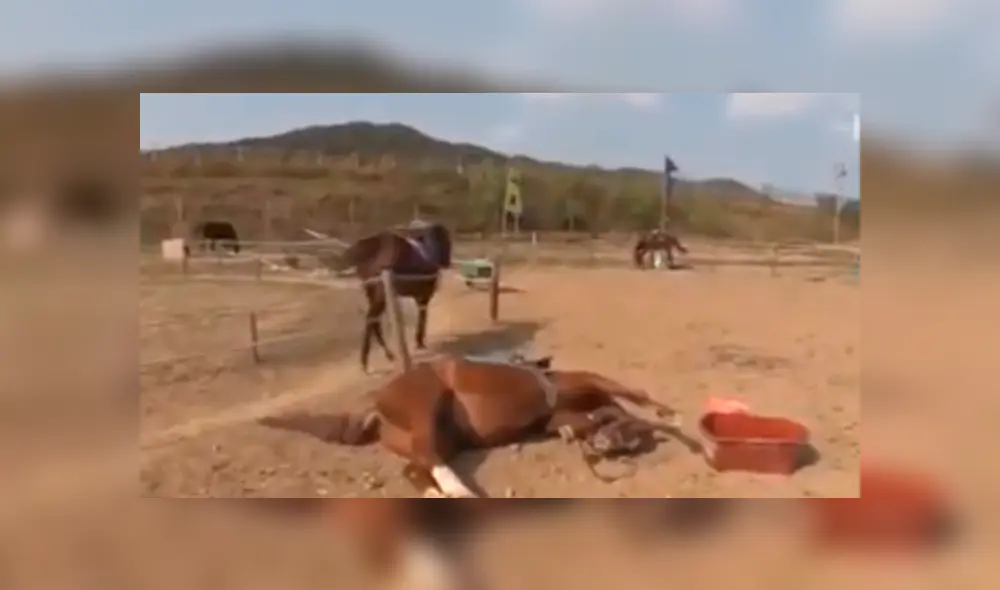 En Facebook, un caballo llamó la atención de sus cuidadores por su inusual comportamiento.