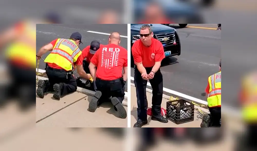 Desliza las imágenes hacia la izquierda para apreciar la noble labor de unos bomberos para rescatar a un ave. Foto: Caters Clips. Desliza las imágenes hacia la izquierda para apreciar la noble labor de unos bomberos para rescatar a un ave. Foto: Caters Clips.