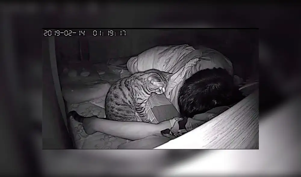 Facebook viral: gato es captado por cámara de seguridad ‘intentando matar’ a su dueño mientras duerme [FOTOS]