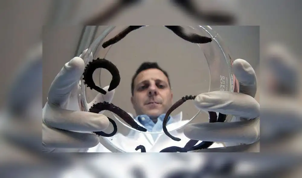 Científicos usarán la sangre de la especie arenícola. Crédito: Hemarina. Científicos usarán la sangre de la especie arenícola. Crédito: Hemarina.