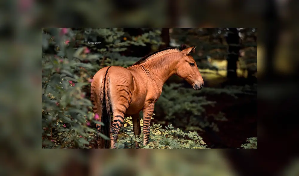 Desliza para ver al híbrido que sorprendió a todos en YouTube. Foto: Carina Maiwald. Desliza para ver al híbrido que sorprendió a todos en YouTube. Foto: Carina Maiwald.