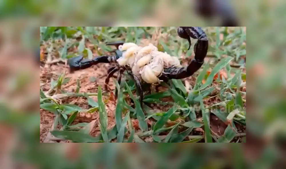 Un enorme escorpión cagando a cientos de sus bebés generó terror en miles de usuarios de YouTube.