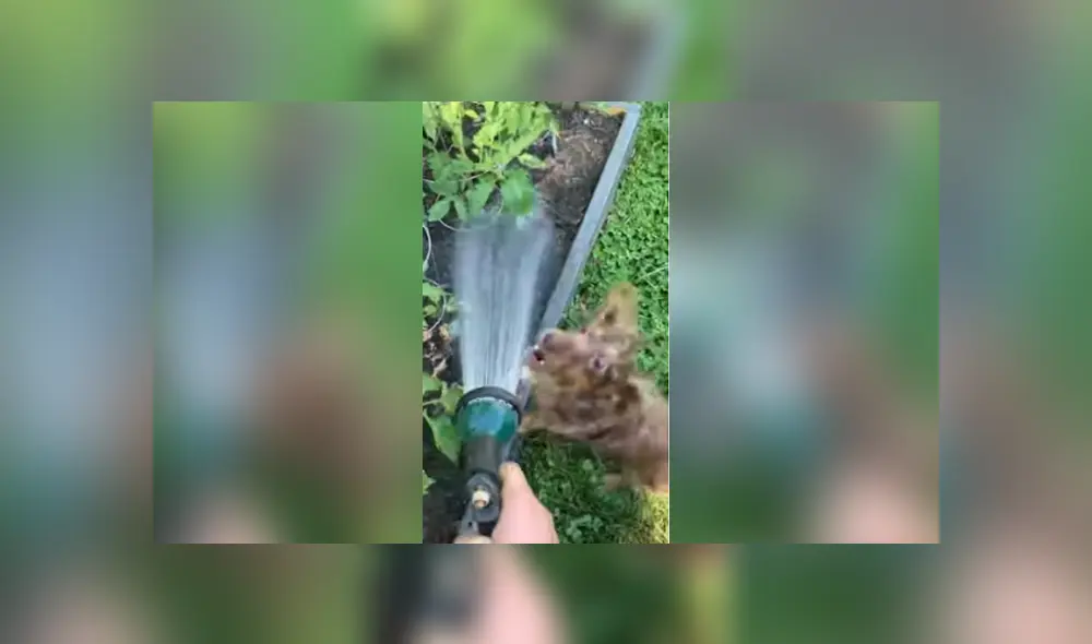 Desliza para ver los detalles del video viral publicado en Facebook. Foto: Captura.