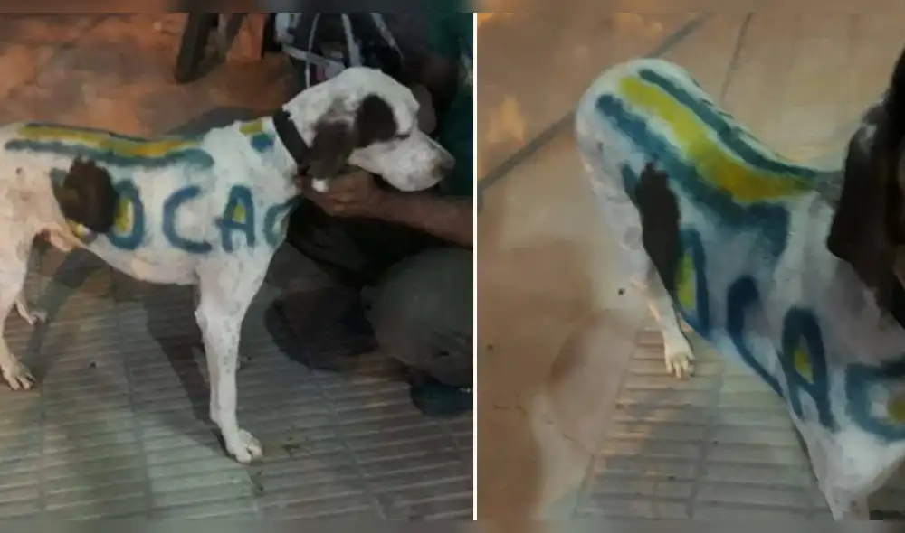 Maltrato animal: perro fue pintado con colores de Boca y está desaparecido