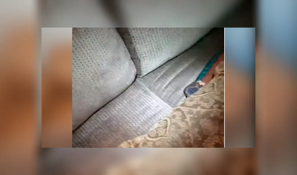 Joven compra por subasta un sofá, lo revisa y descubre a miles de insectos bebés. Joven compra por subasta un sofá, lo revisa y descubre a miles de insectos bebés.