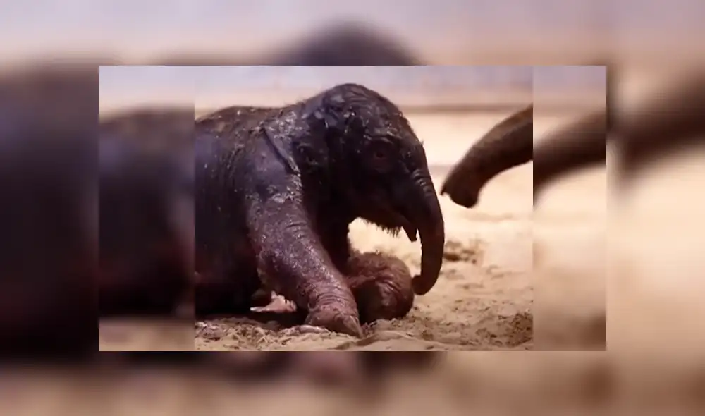 YouTube viral: elefante bebé aprende a dar sus primeros pasos con ayuda de su madre [VIDEO]