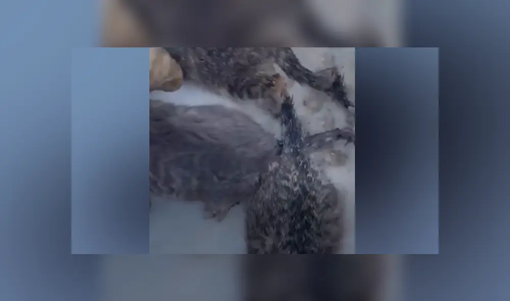 El canadiense Kendall Diwisch rescató a los gatos que fueron abandonados en el hielo.