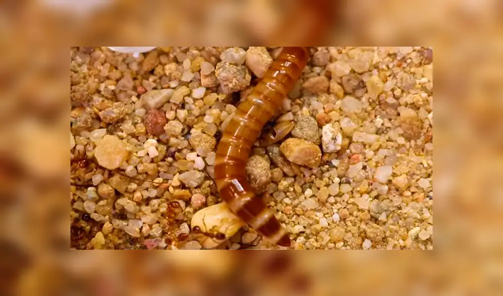 YouTube viral: supergusanos carnívoros y hormigas de fuego tienen enfrentamiento que causa furor en las redes [VIDEO]